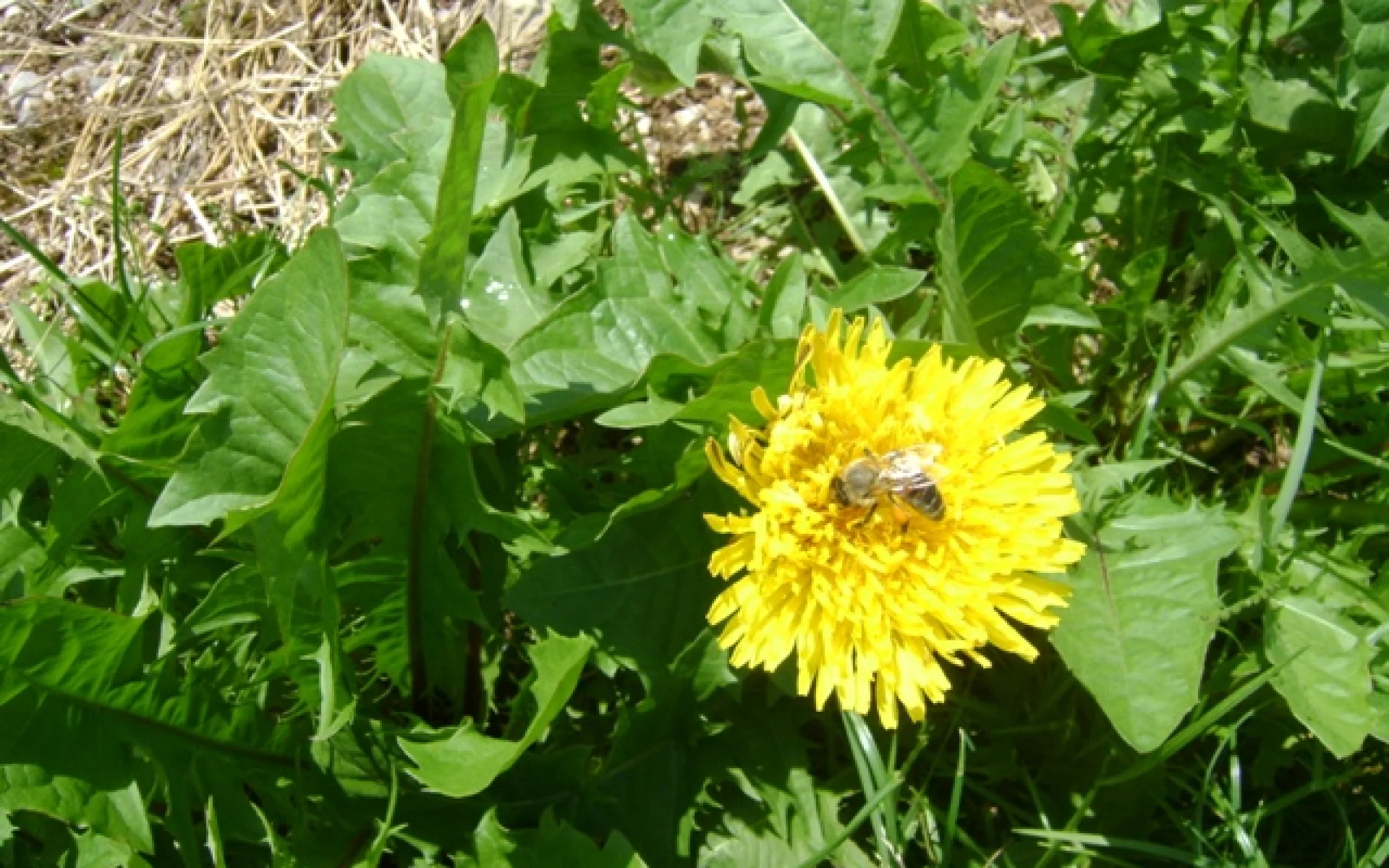 Mohn im Weinberg.jpg
